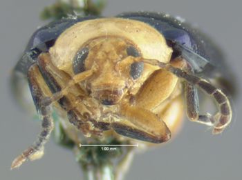 Media type: image;   Entomology 33901 Aspect: head frontal view